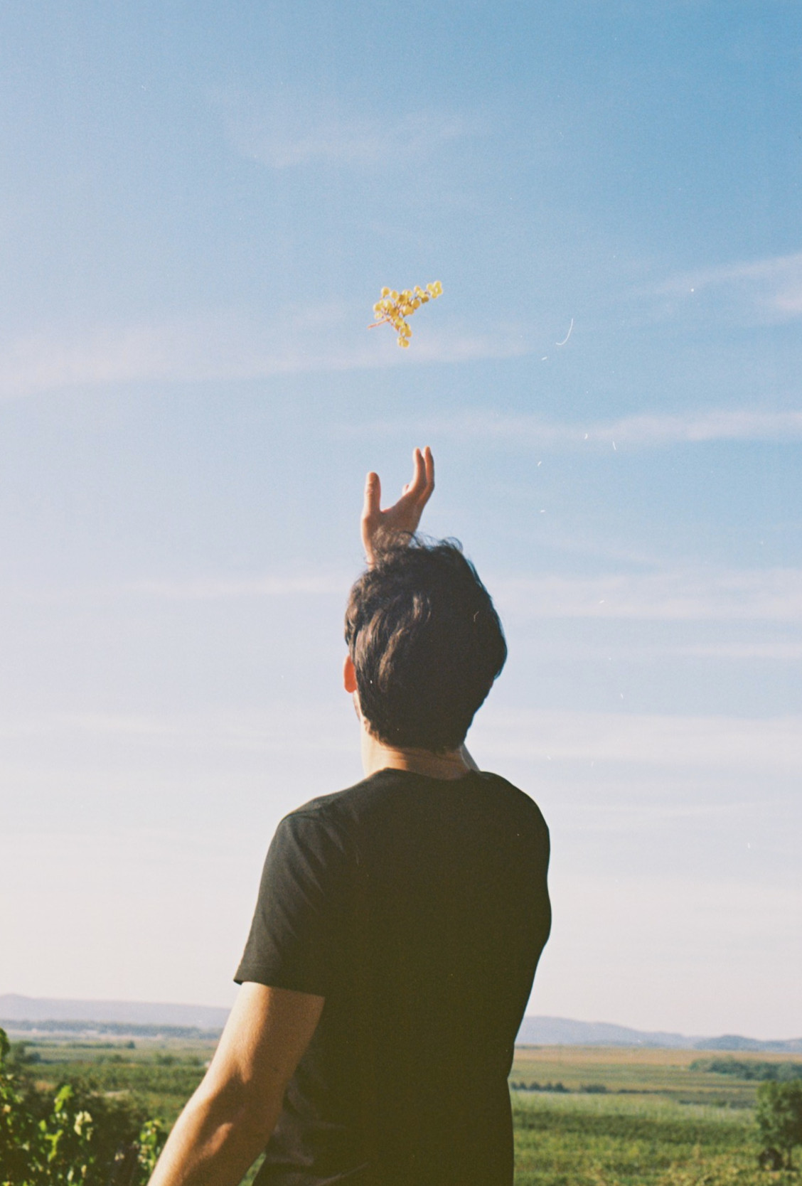 Hiedler Weingarten_by Rebecca Curiel_2